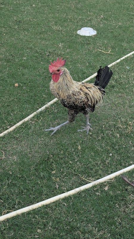 Desi Rooster ( 100% breeder ) 3