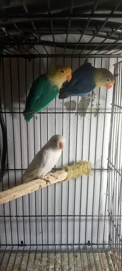 lovebird pair breader