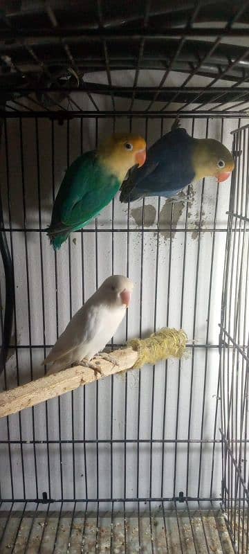 lovebird pair breader 0