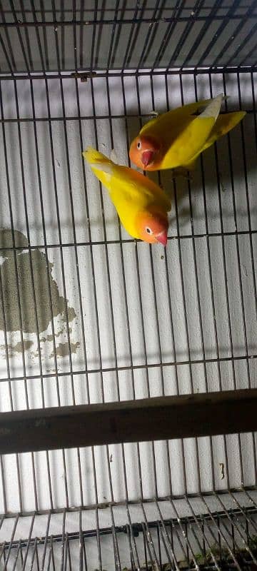 lovebird pair breader 1