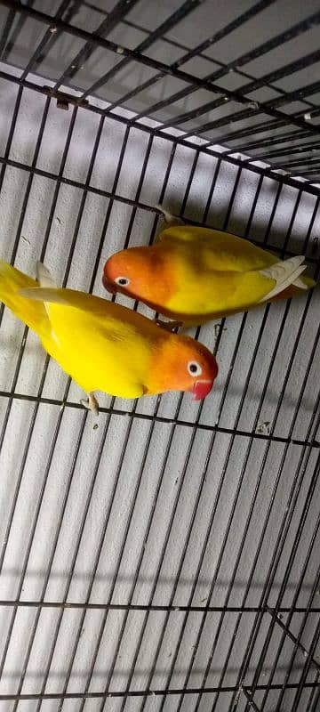 lovebird pair breader 2