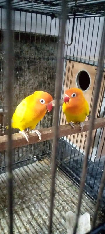 lovebird pair breader 3