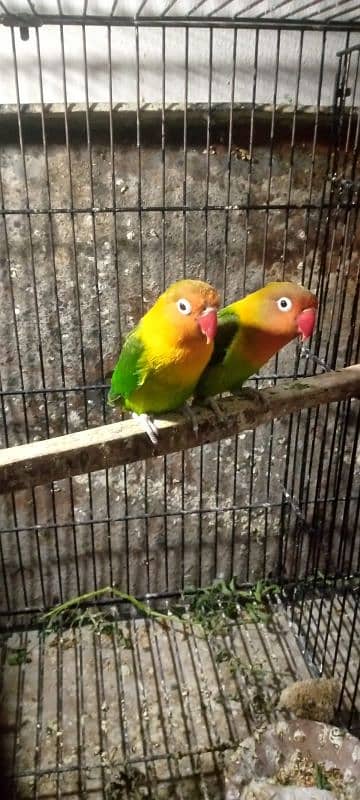 lovebird pair breader 4