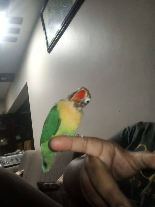 Complete Hand Tamed Playful Fisher for sale 2