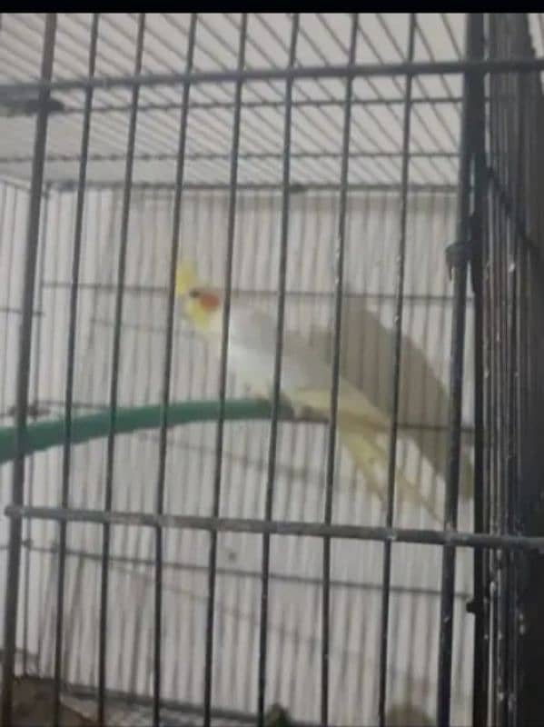 cocktail female is for sale 3