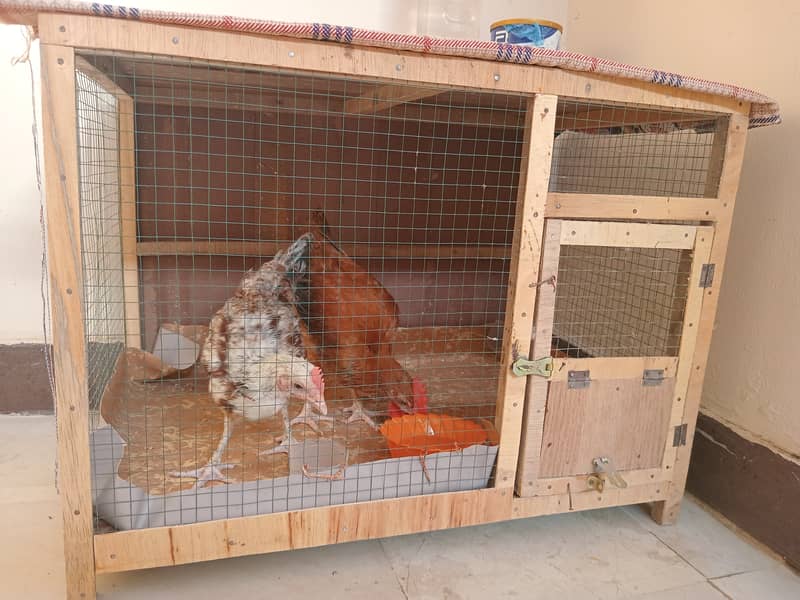 Desi small hens are available 0