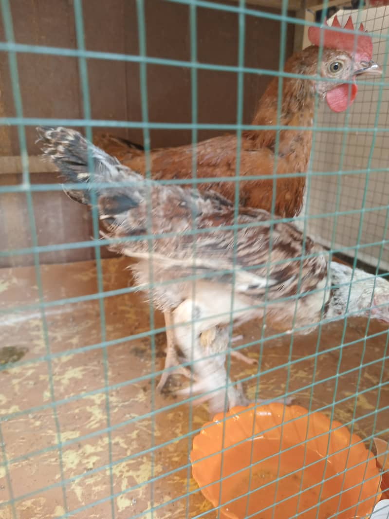 Desi small hens are available 1