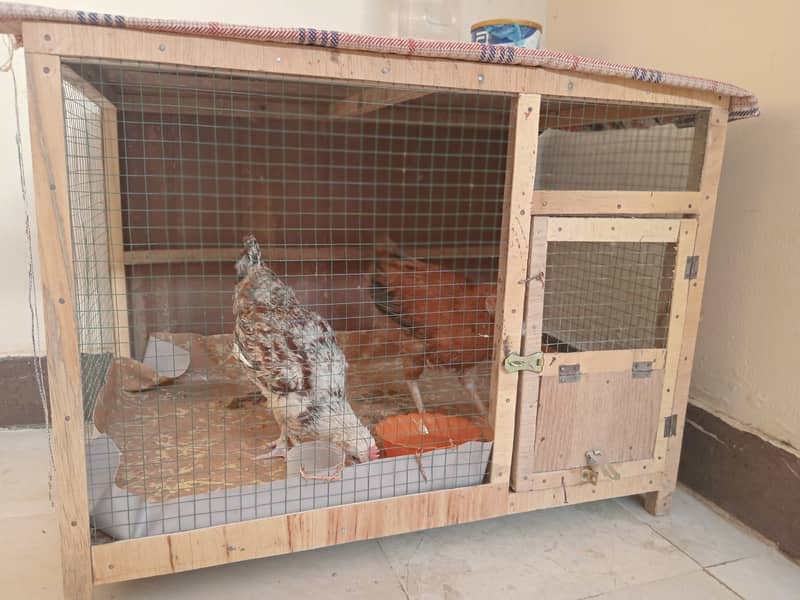 Desi small hens are available 2