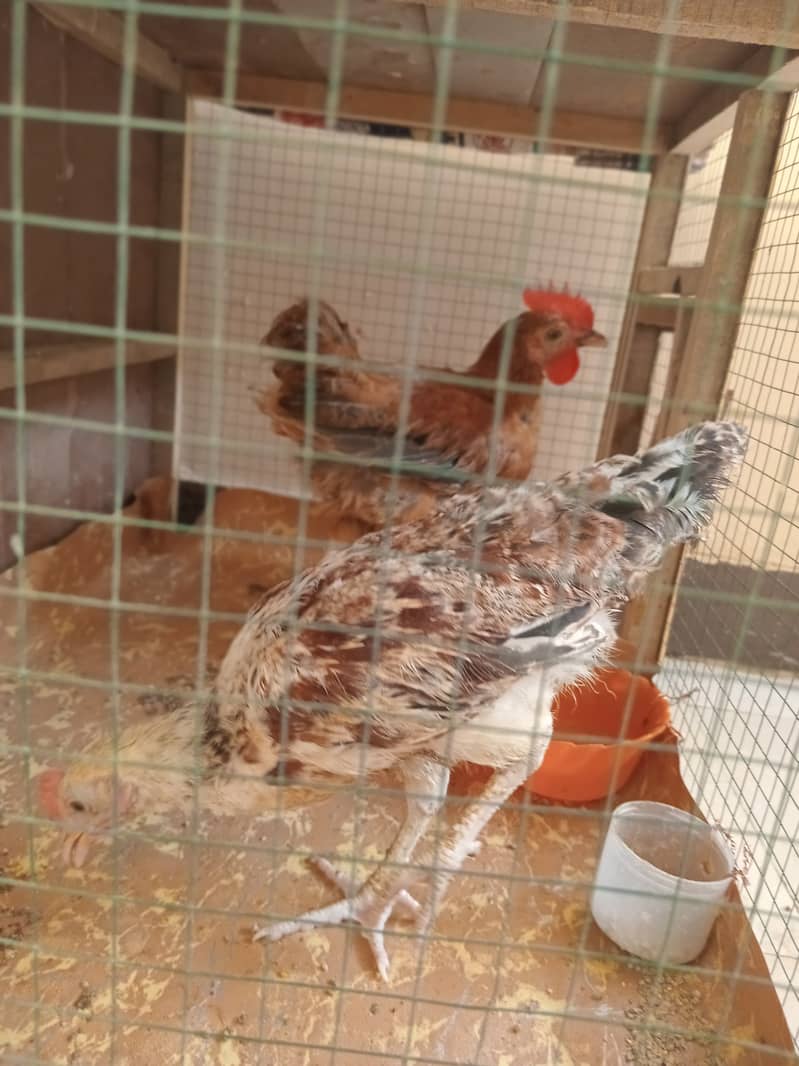 Desi small hens are available 3