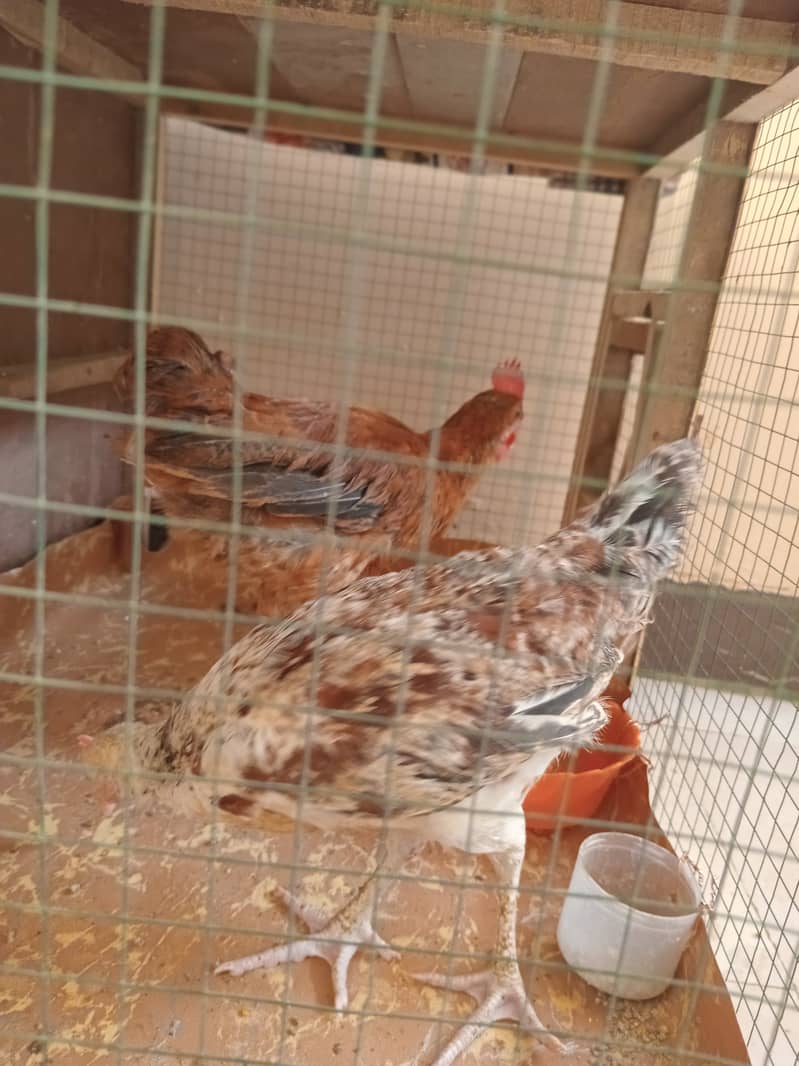 Desi small hens are available 4