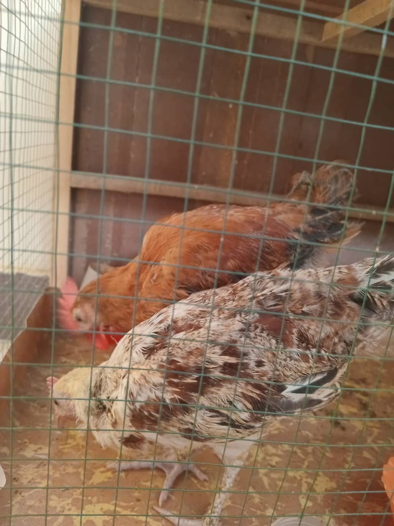 Desi small hens are available 5