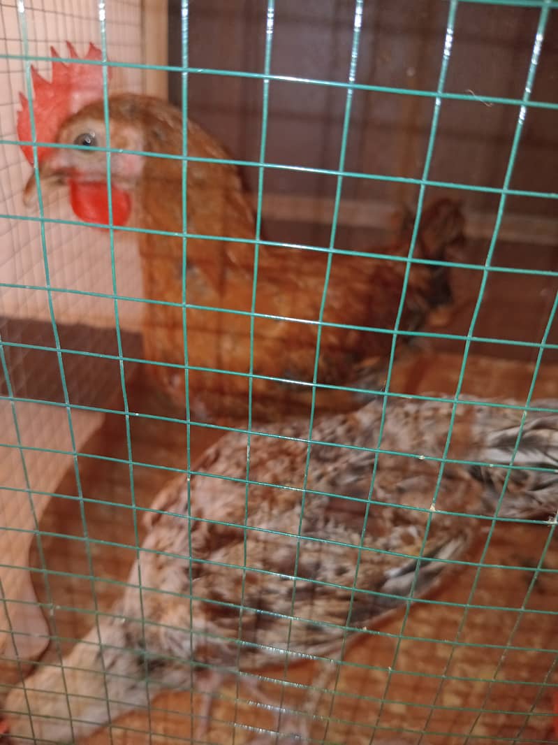 Desi small hens are available 6