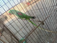 raw parrot female breeder 3 year