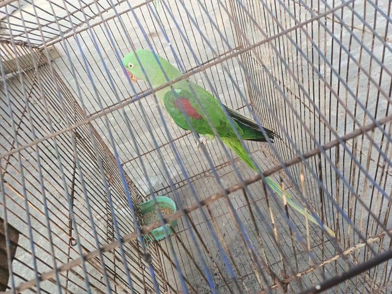 raw parrot female breeder 3 year 1