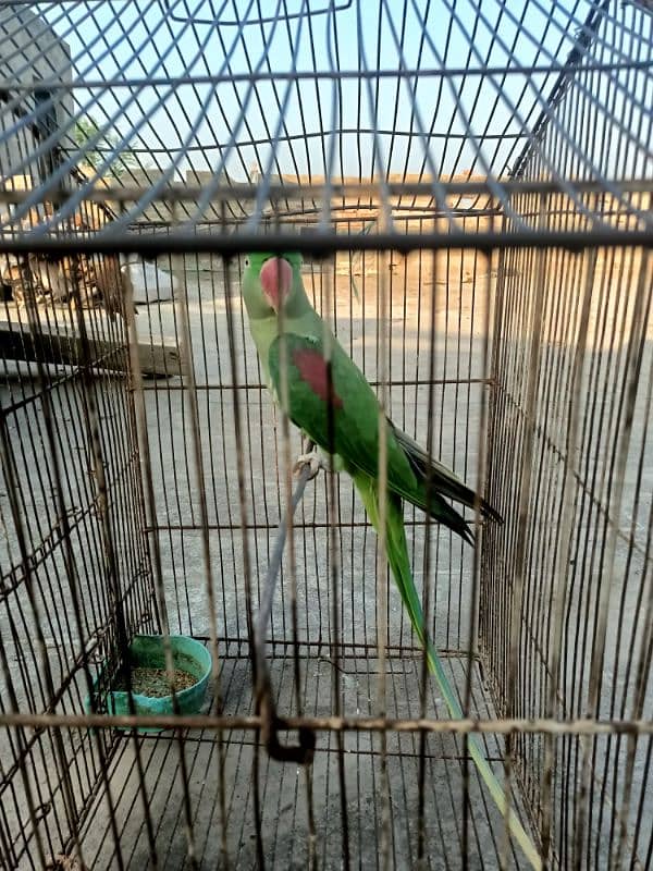 raw parrot female breeder 3 year 2