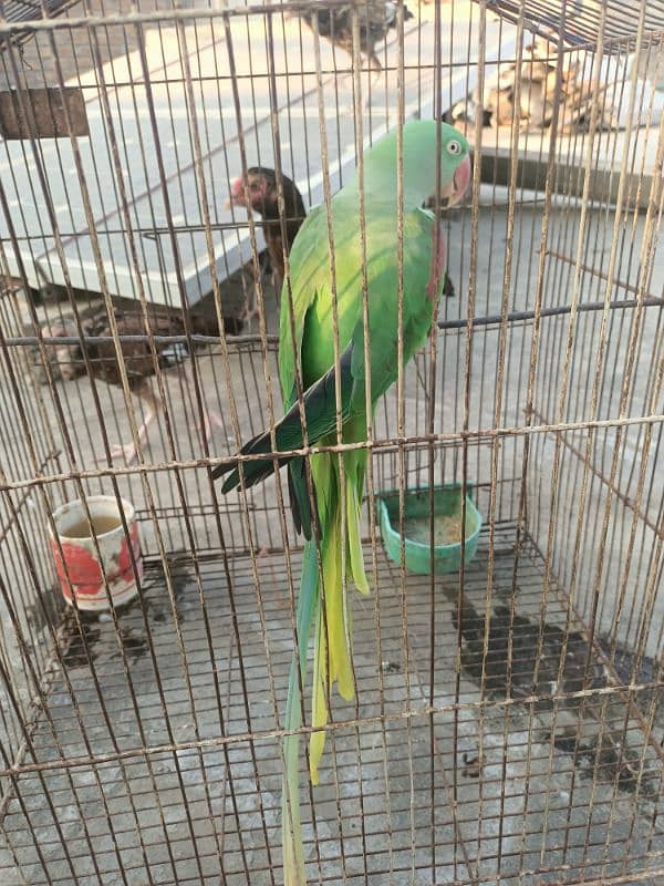 raw parrot female breeder 3 year 3