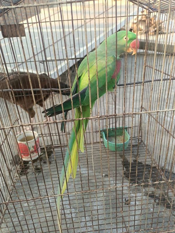 raw parrot female breeder 3 year 4