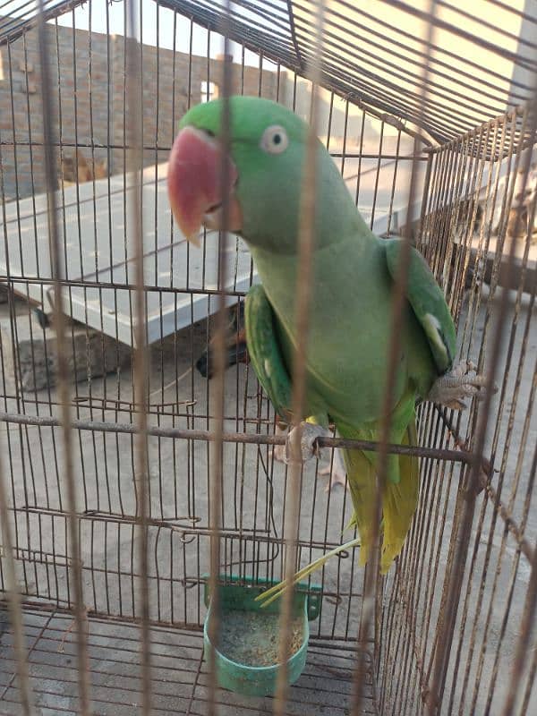 raw parrot female breeder 3 year 5