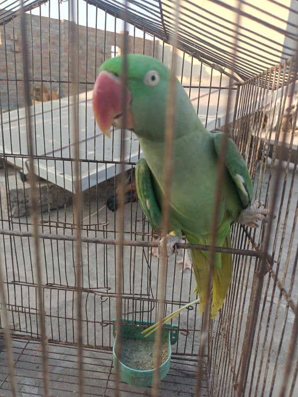 raw parrot female breeder 3 year 6