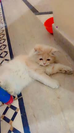 Persian kitten for sale