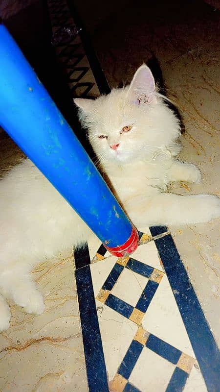 Persian kitten for sale 1