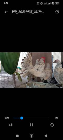 Set of 5 fancy hens near to breed