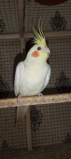 Cockatiel