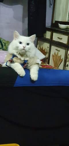 Male Cat Available for Stud