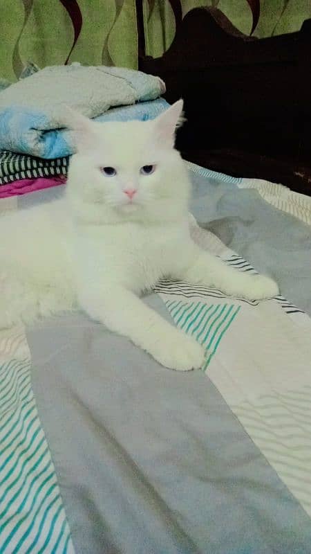 Male Cat Available for Stud 1