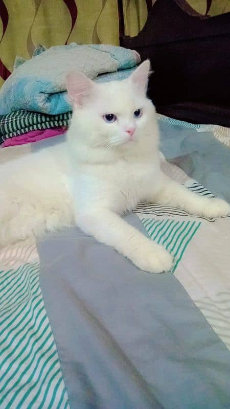 Male Cat Available for Stud 2