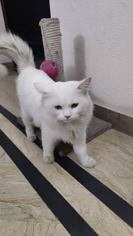 male persian cat 0