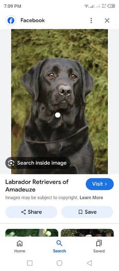 labrador