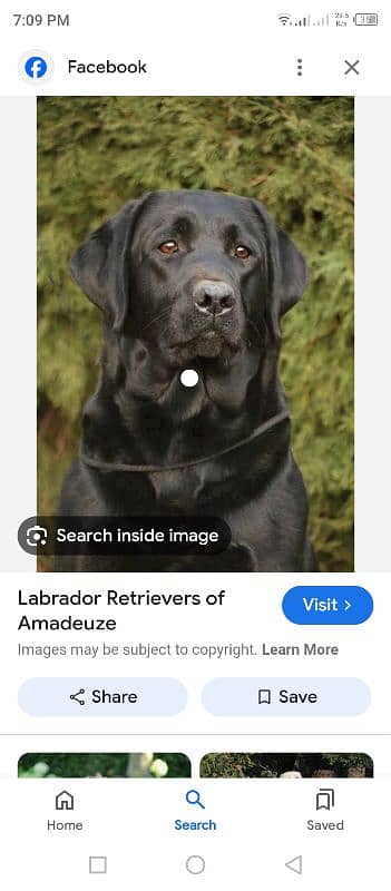 labrador 0