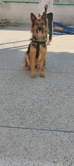 German Female Dog For Sale