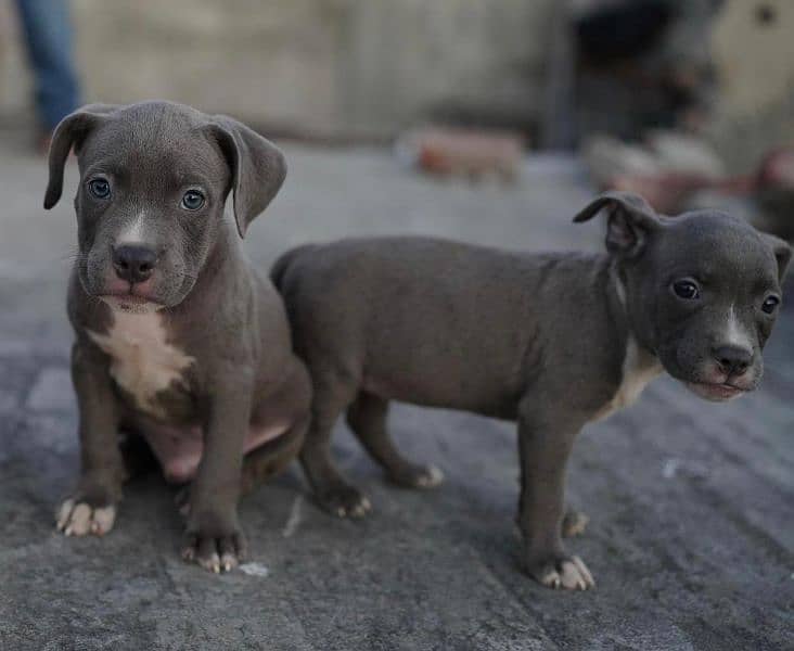 American bully pair for sale 0