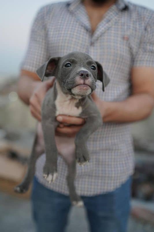 American bully pair for sale 2