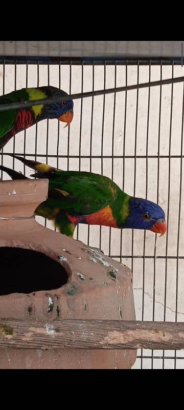 lorikeet breeder pair DNA available 0