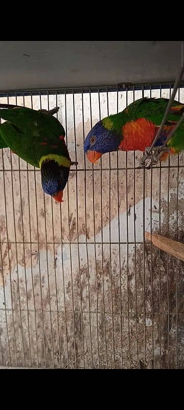 lorikeet breeder pair DNA available 1