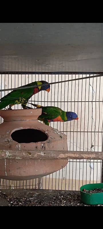 lorikeet breeder pair DNA available 2