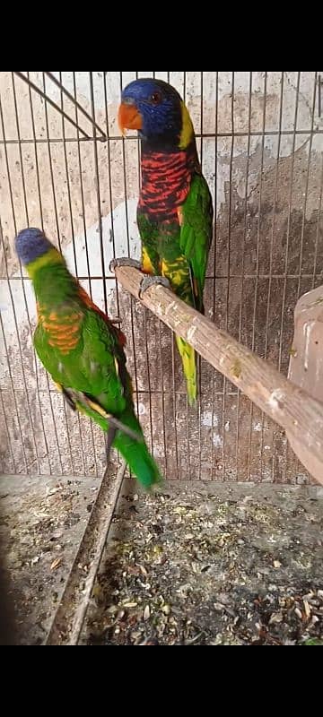 lorikeet breeder pair DNA available 3