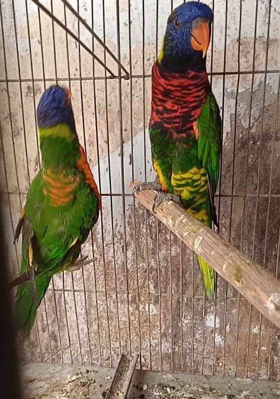 lorikeet breeder pair DNA available 4