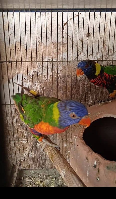 lorikeet breeder pair DNA available 5