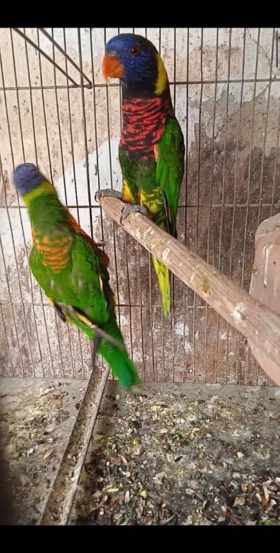 lorikeet breeder pair DNA available 6