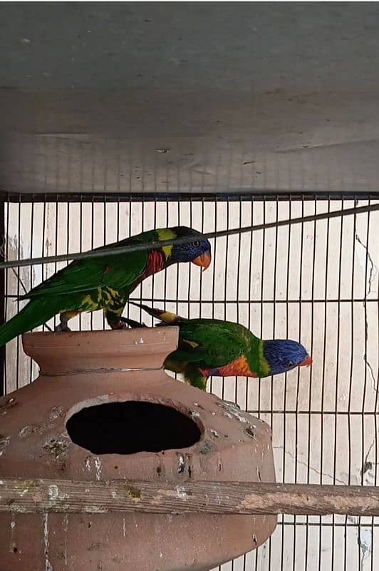 lorikeet breeder pair DNA available 7