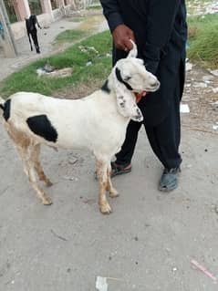 kacha keera  bakra age 6 months whatsapp no 03067305527