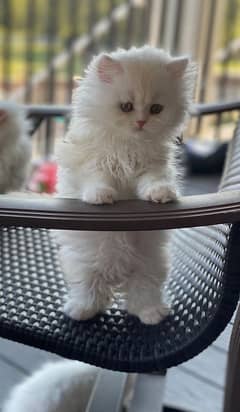 persian kitten