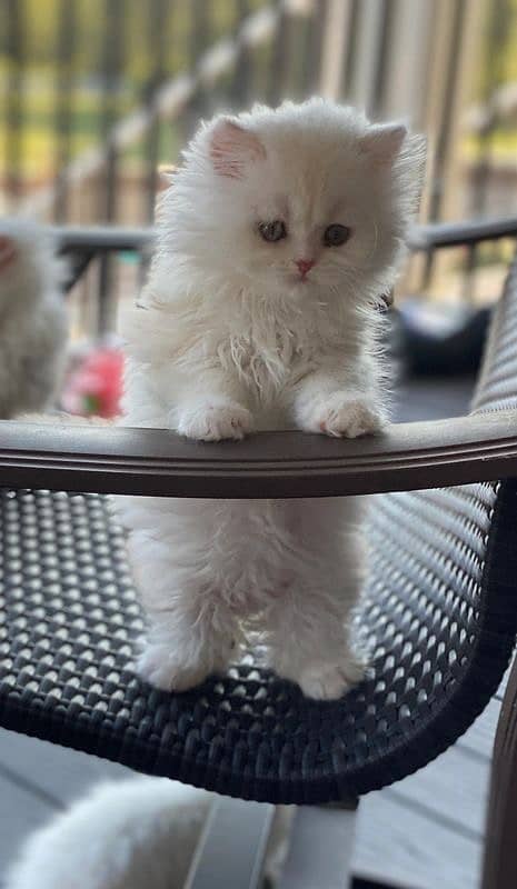 persian kitten 0