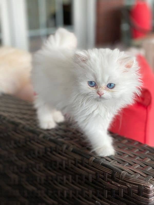 persian kitten 1