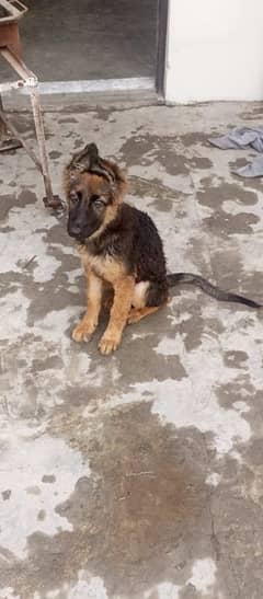 German Shepherd female puppy for sale