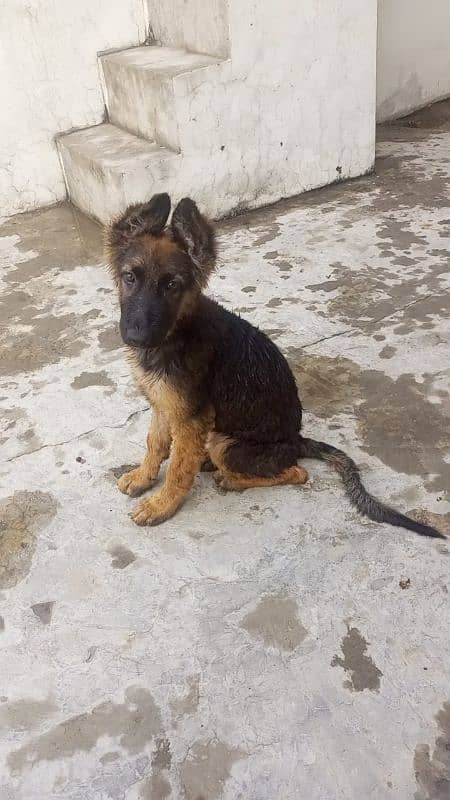 German Shepherd female puppy for sale 1